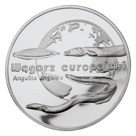 Zwierzęta świata - Węgorz Europejski